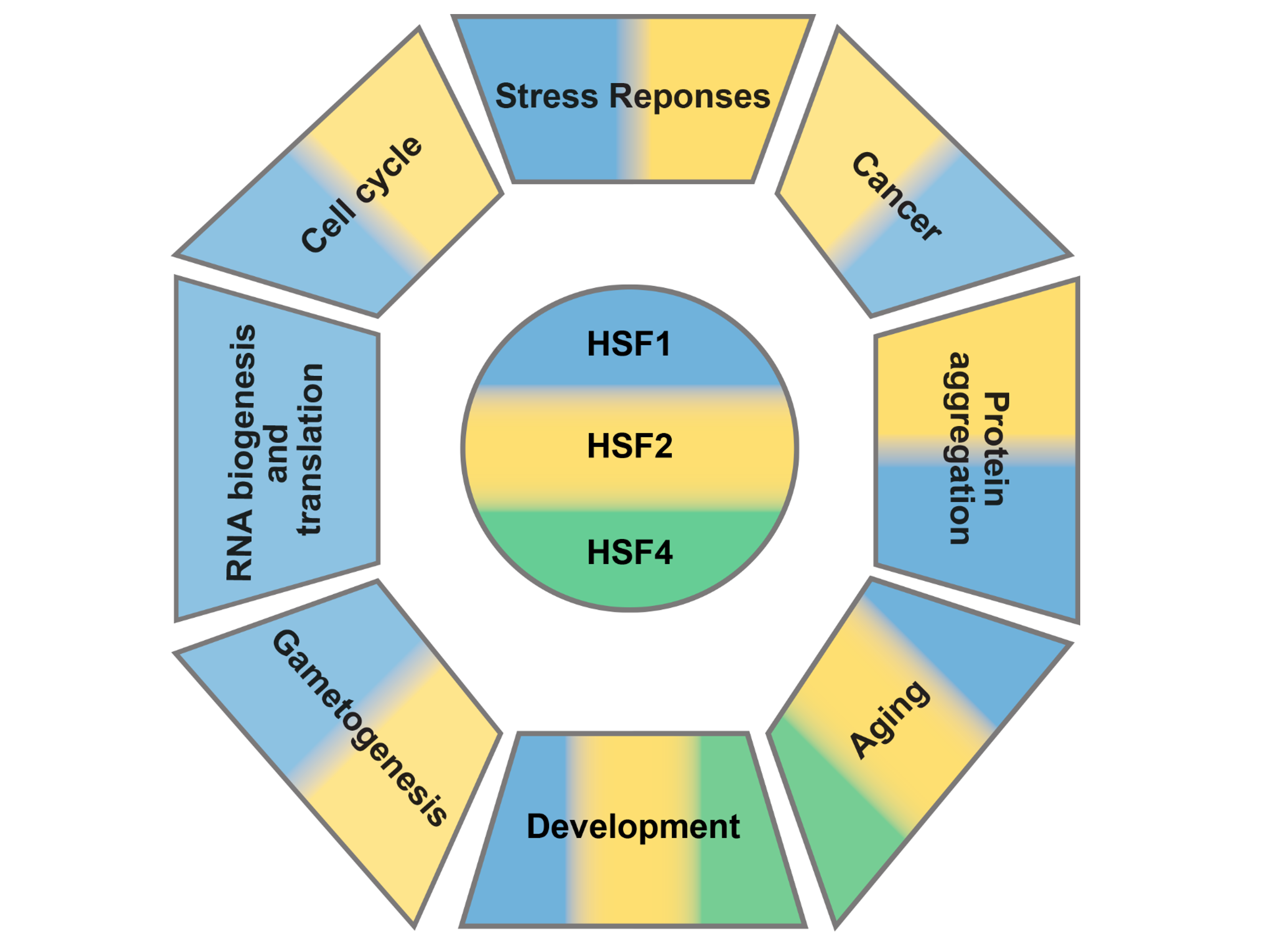 Research – Sistonen Lab