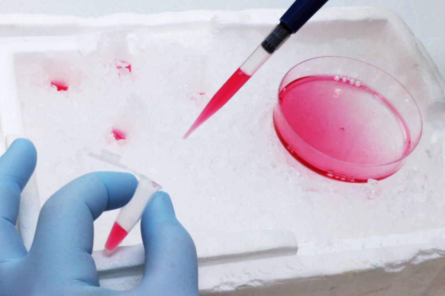 Research – Sistonen Lab