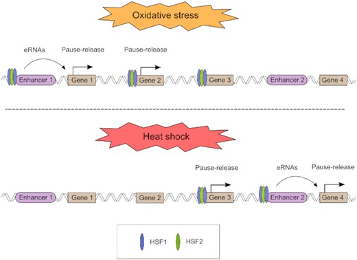 New publication out in Nucleic Acids Research! – Sistonen Lab